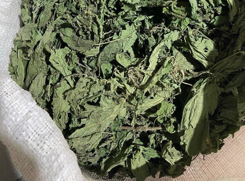 گیاه گزنه خشک شده شمال امساله با کیفیت بالا