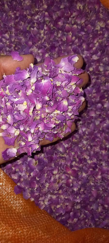 پر گل محمدی خشک