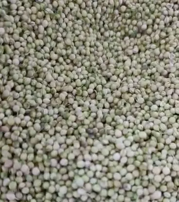 تخم گشنیز ایرانی