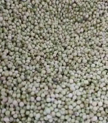 تخم گشنیز ایرانی