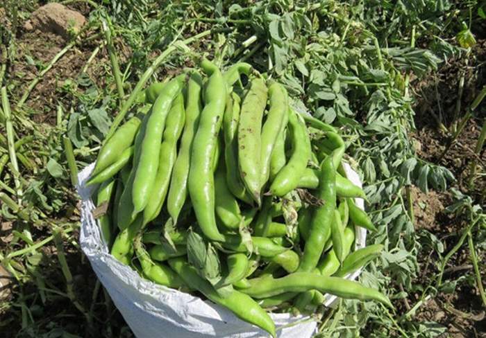 باقالا سبز همدان