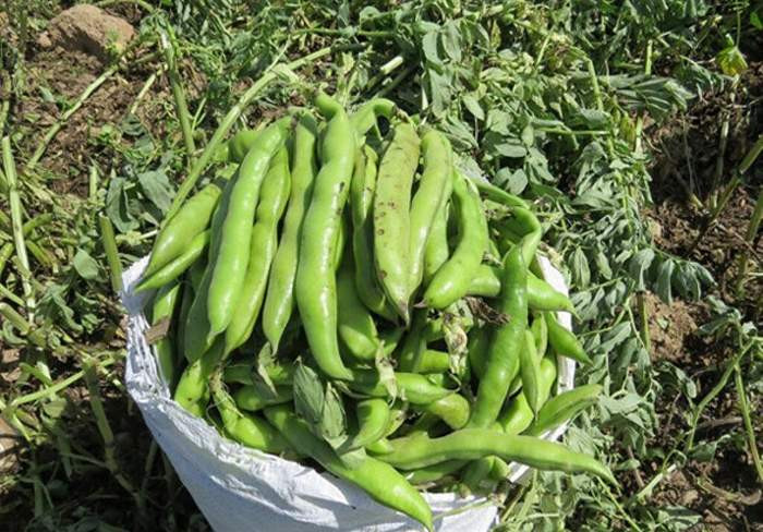 باقالا سبز همدان