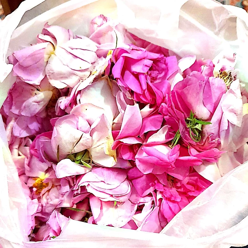 گل محمدی تازه