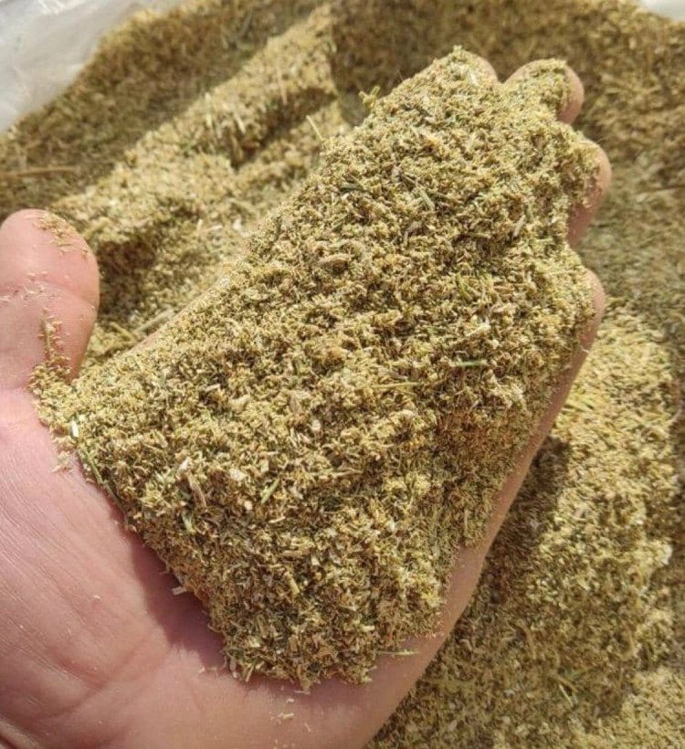 بابونه آلمانی (ماتریکا)
