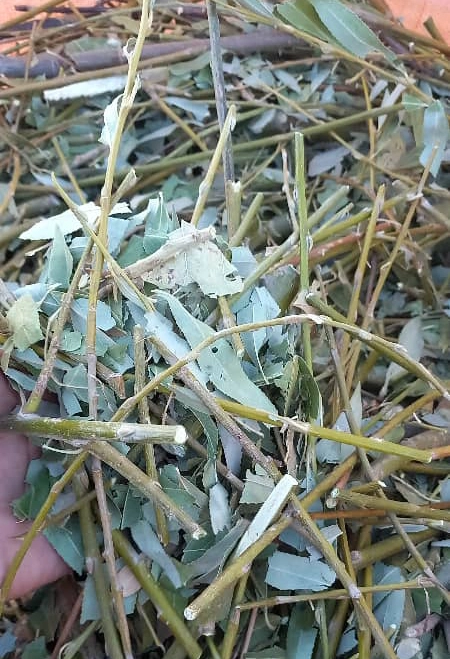 برگ بید
