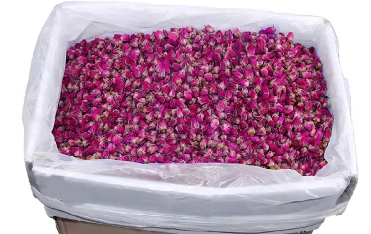غنچه گل محمدی کرمان