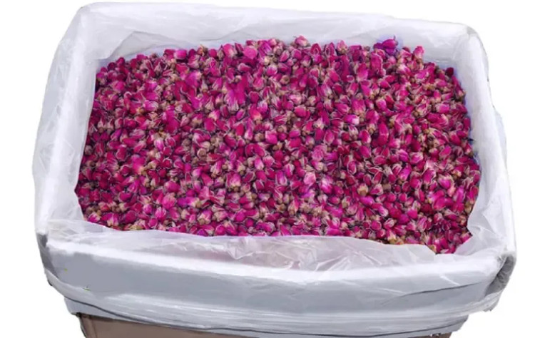 غنچه گل محمدی کرمان
