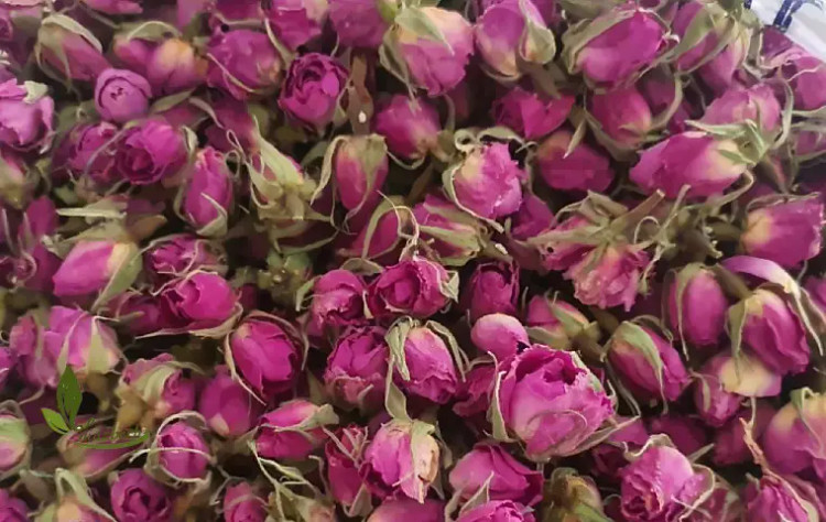 غنچه گل محمدی داراب