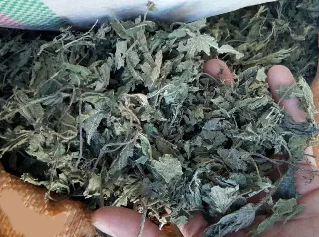 گزنه خشک