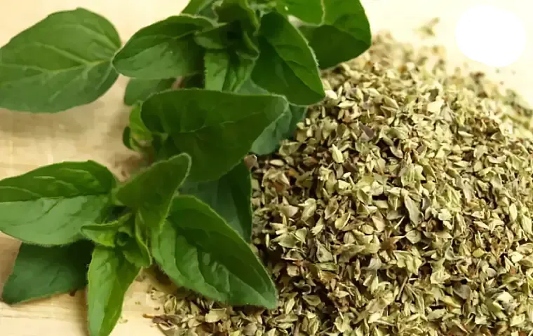 بادرنجبویه اصل