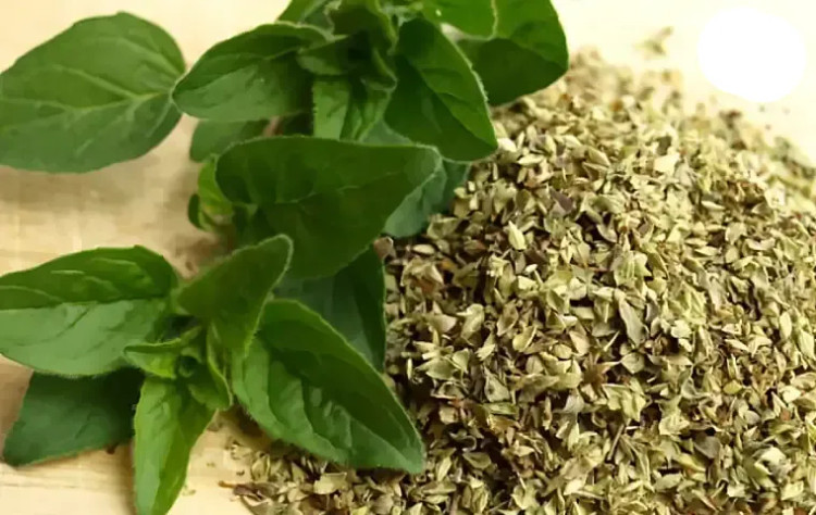 بادرنجبویه اصل