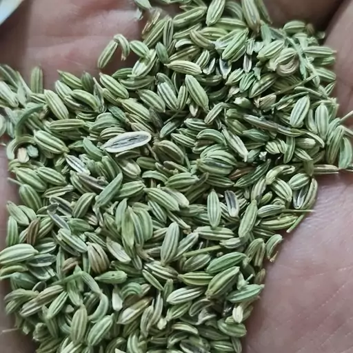 رازیانه خشک