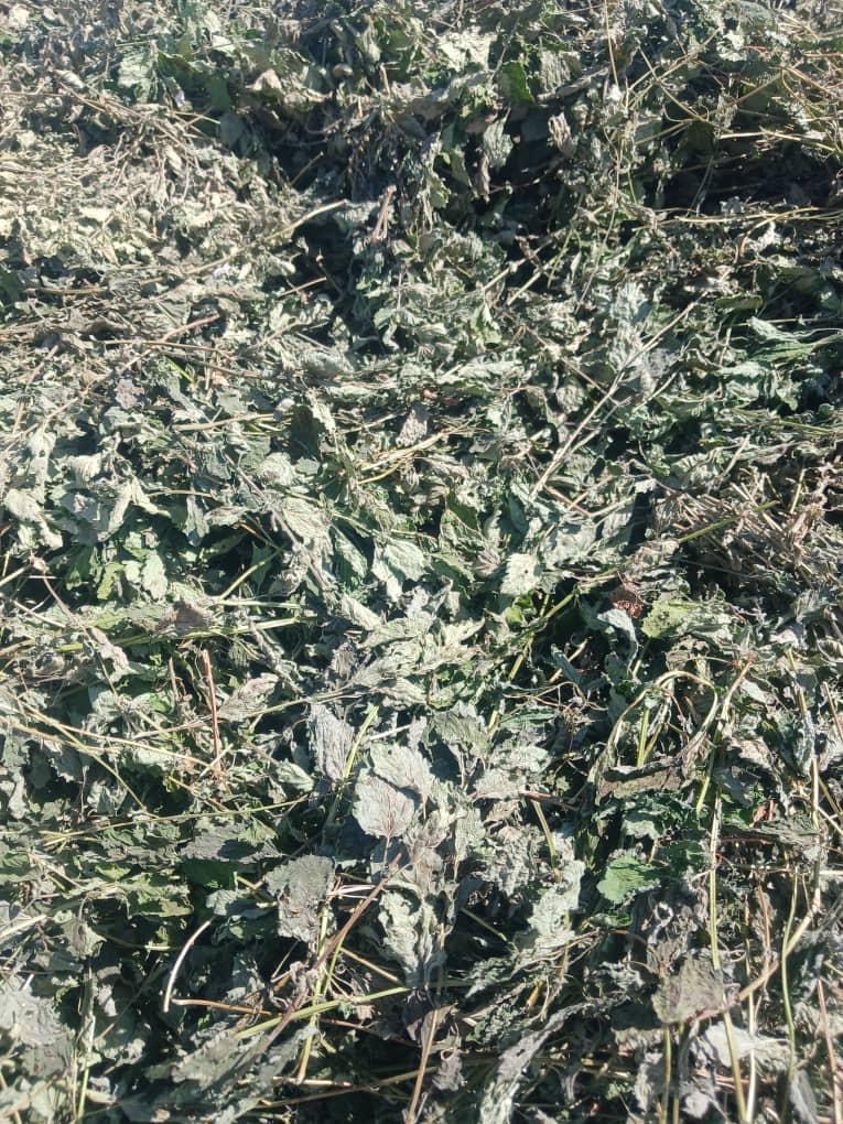 ملیس سرشاخه خشک شده